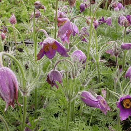 Pulsatilla vulgaris