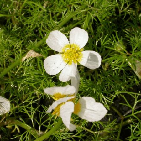 Ranunculus aquatilis