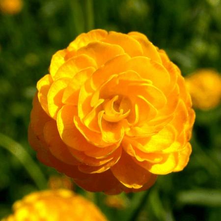 Ranunculus acris 'Multiplex'