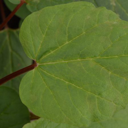 Rheum palmatum var. tanguticum