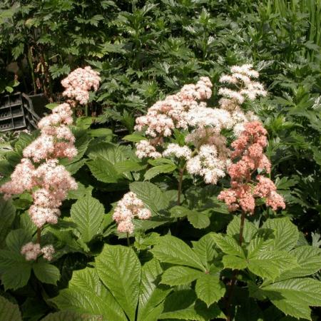 Rodgersia aesculifolia