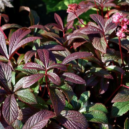 Rodgersia hybr. 'Bronze Peacock'