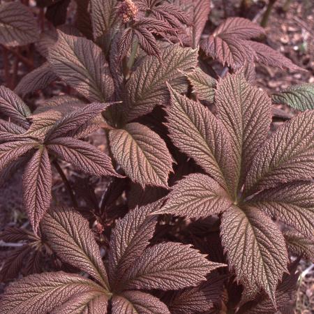 Rodgersia pinnata 'Chocolate Wings'