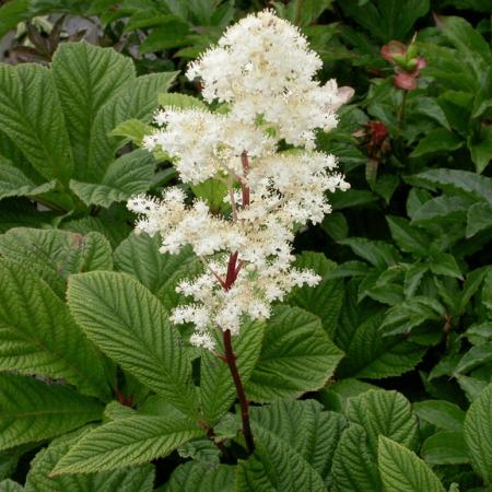 Rodgersia henrici