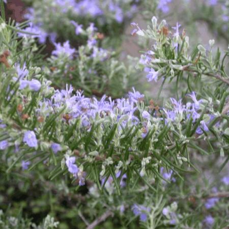 Rosmarinus officinalis 'Majorca Pink'