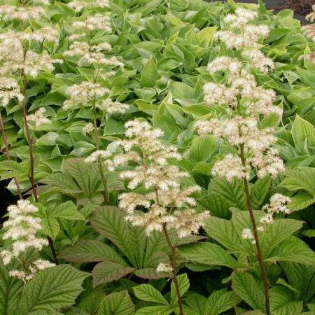 Rodgersia pinnata