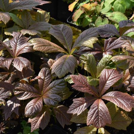 Rodgersia podophylla 'Rotlaub'