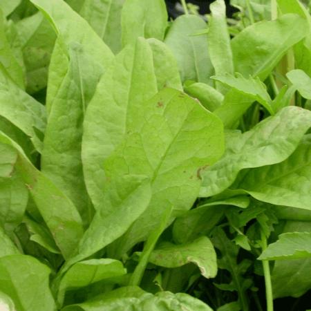 Rumex acetosa (zurkel)