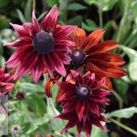 Rudbeckia hirta 'Cherry Brandy'