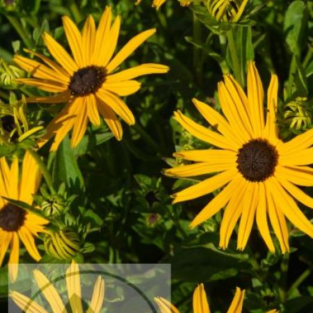 Rudbeckia fulg. 'City Garden'