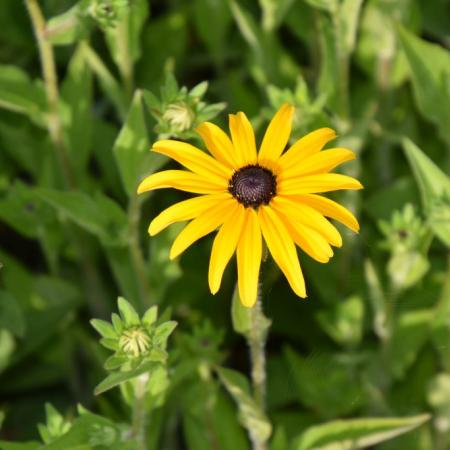 Rudbeckia fulgida var. deamii