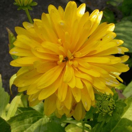 Rudbeckia lac. 'Goldquelle'