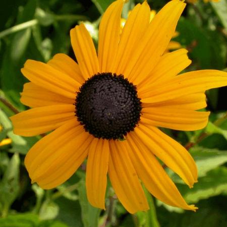 Rudbeckia fulgida 'Goldsturm'