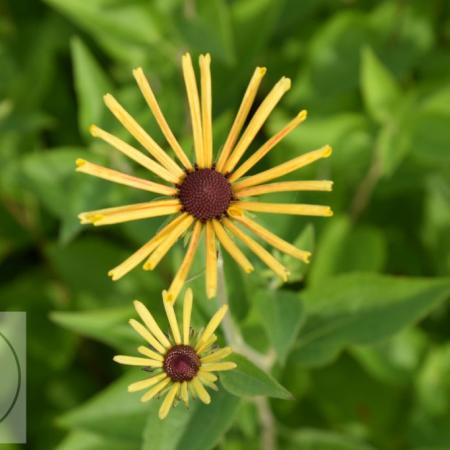 Rudbeckia subtomentosa 'Henry Eilers'