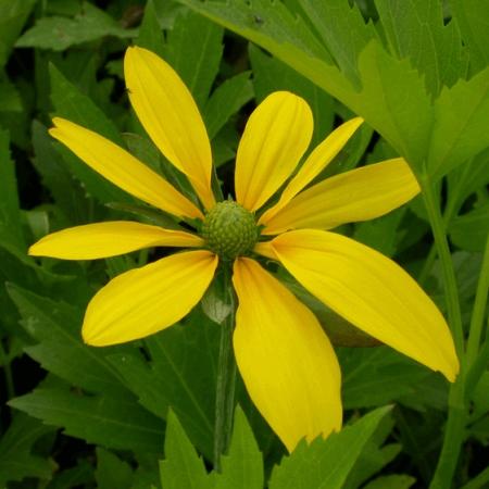 Rudbeckia nitida 'Herbstsonne'