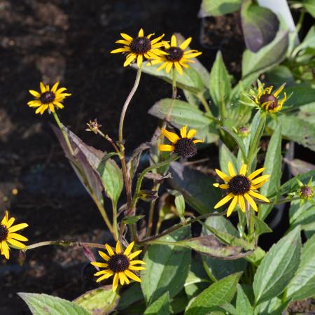 Rudbeckia fulgida 'Little Gold Star'