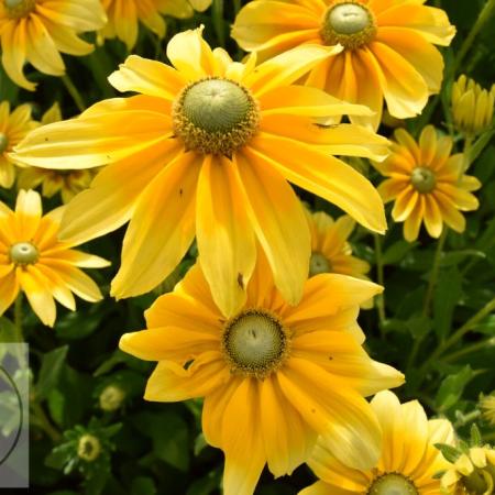 Rudbeckia hirta 'Prairie Sun'