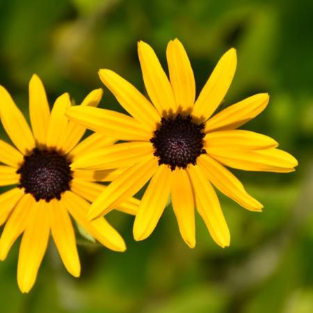 Rudbeckia fulgida var. speciosa