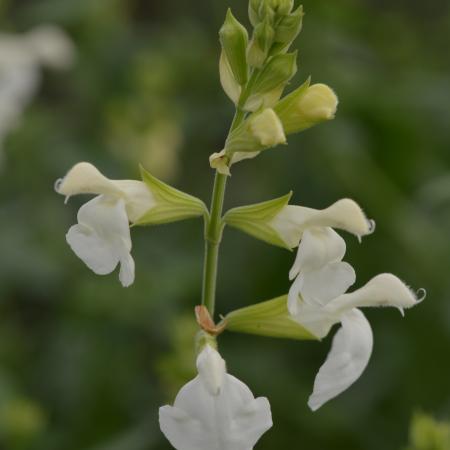 Salvia greggii 'Alba'