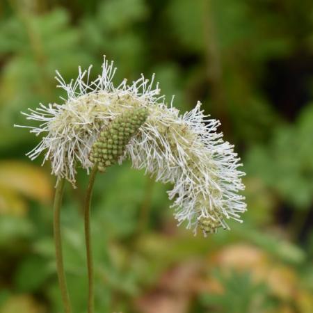 Sanguisorba obtusa 'Alba'