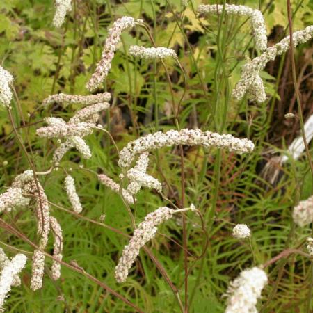 Sanguisorba tenuifolia var. 'Alba'