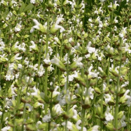 Salvia officinalis 'Albiflora'