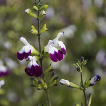 Salvia greggii 'Amethyst Lips'