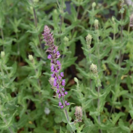 Salvia nemorosa 'Amethyst'