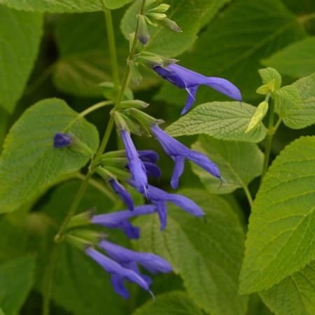 Salvia guaranitica 'Blue Engima'