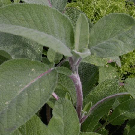 Salvia officinalis 'Berggarten'