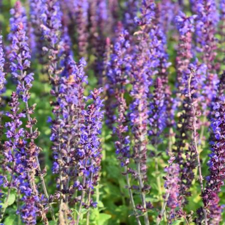 Salvia nemorosa 'Blaukoenigin'