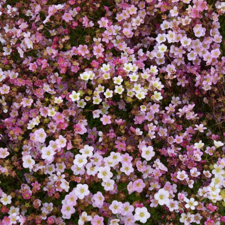 Saxifraga arendsii 'Blütenteppich'