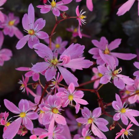 Saxifraga cortusifolia 'Black Ruby'