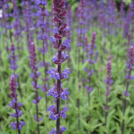 Salvia nemorosa 'Caradonna'