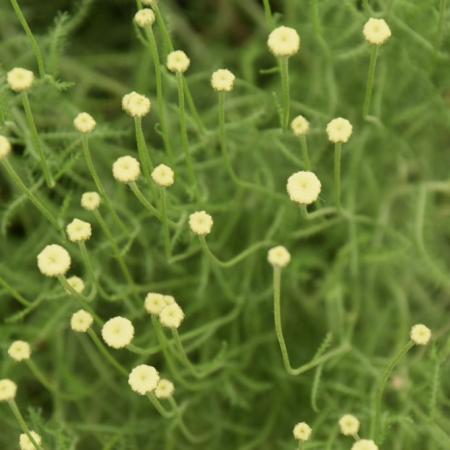 Santolina chamaecyparissus 'Edward Bowles'