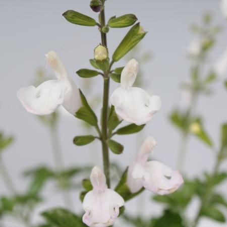 Salvia microphylla 'Gletsjer'