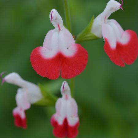 Salvia microphylla 'Hot Lips'