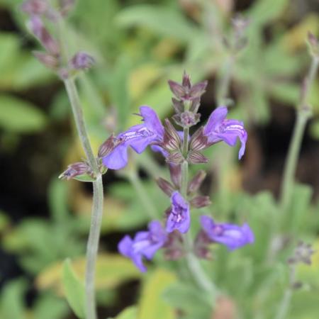 Salvia lavandulifolia