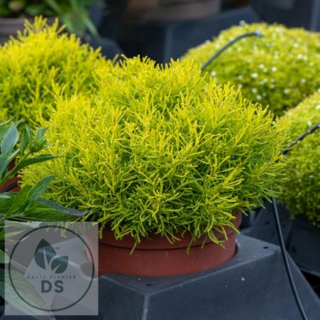 Santolina rosmarinifolia 'Lemon Fizz'