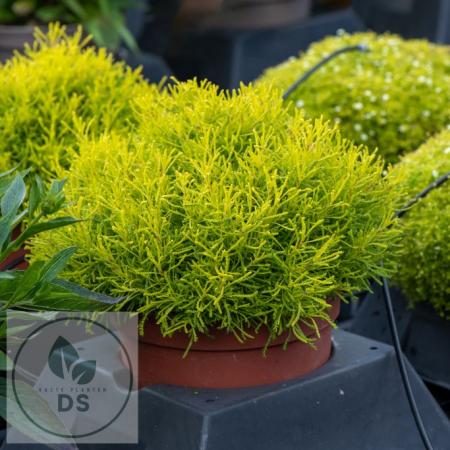 Santolina rosmarinifolia 'Lemon Fizz'