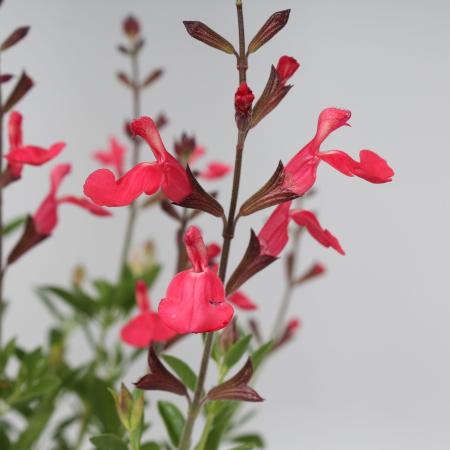Salvia greggii 'Lipstick'