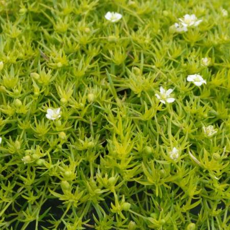 Sagina subulata 'Lime Moss'