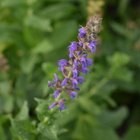 Salvia nemorosa 'Lubeca'