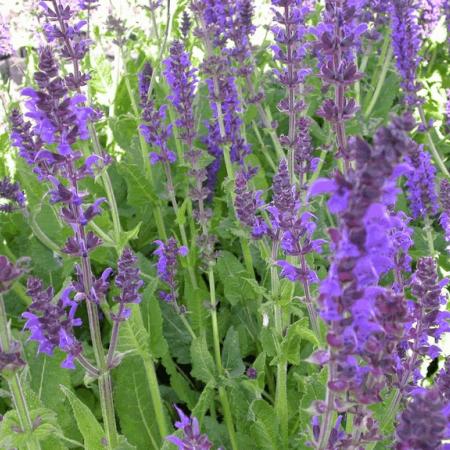 Salvia nemorosa 'Mainacht'