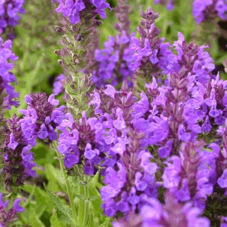 Salvia nemorosa 'Marcus'