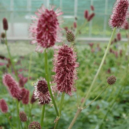 Sanguisorba menziesii