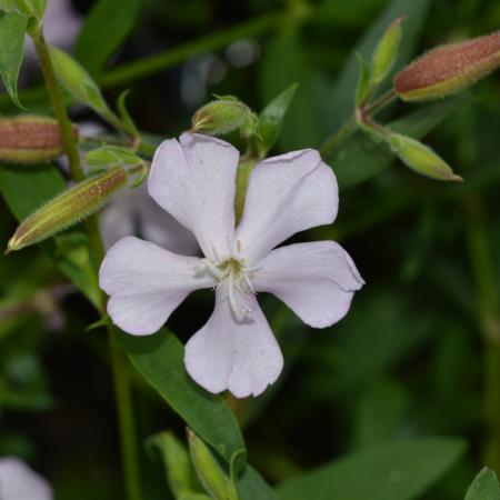 Saponaria lempergii 'Max Frei'