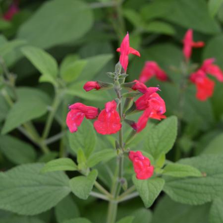 Salvia microphylla