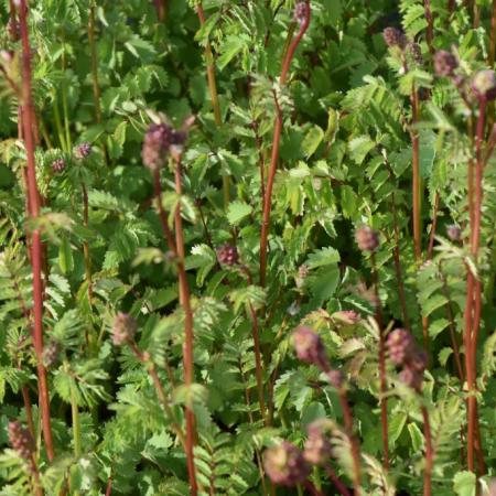 Sanguisorba minor (pimpernel)