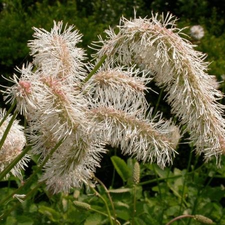 Sanguisorba obtusa